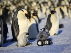 Penguin Robot Is a Happy Feat for Science