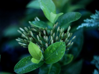 Botanical Survey of India Develops Country&#039;s First Online Floral Database