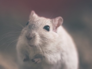 &#039;Super-Smart Mice&#039; May Help Cure Alzheimer&#039;s Disease, Schizophrenia