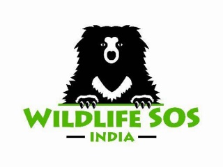 Amazon India Agrees to Remove 'Animal Specimen' Items: Wildlife SOS