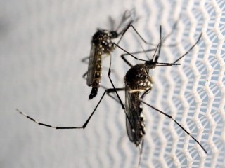 Google Says Its Engineers Working With Unicef to Map Zika