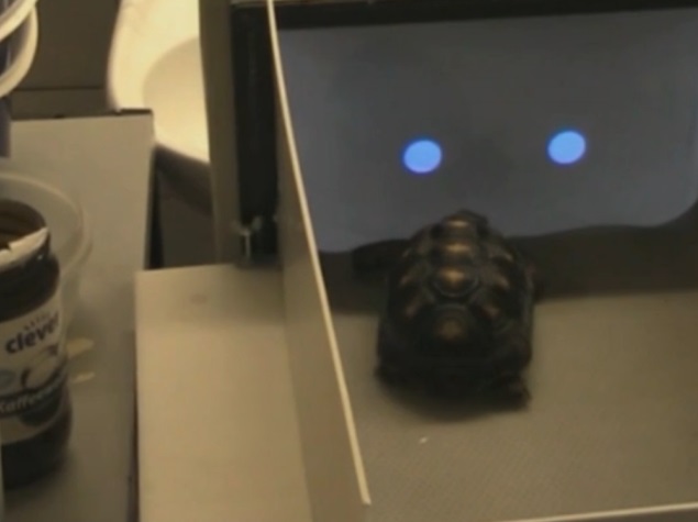 Tortoises Learn How to Use Touchscreens