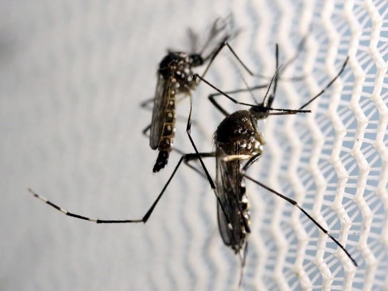 Canada Confirms Its First Sexually Transmitted Zika Case