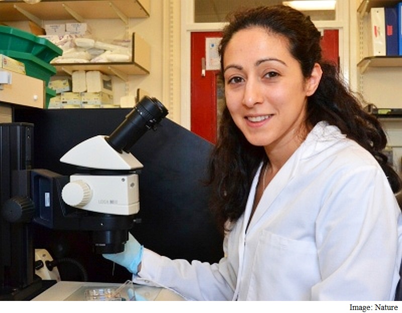 UK Researchers Seek Permission to Use Human Embryo Genome Editing