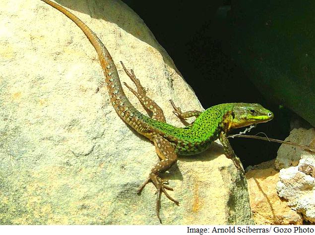 Lizard Squad Group Members Reportedly Arrested; Paid DDoS Service Goes Down
