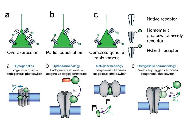 New Light-Sensitive Protein Can Control Brain From Outside