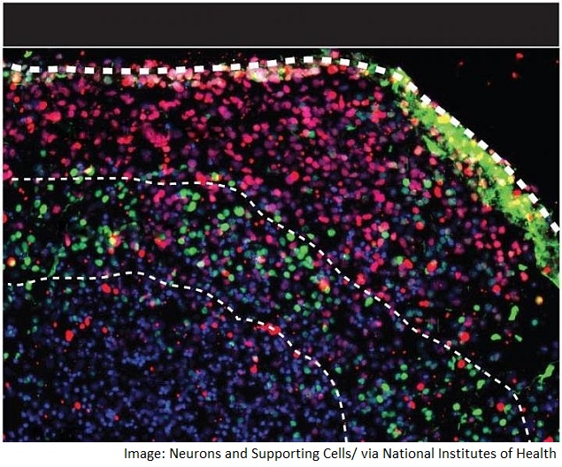 Scientists Create 'Talking' Neurons