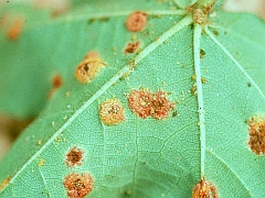 Now, an Online Clinic for Your Plants