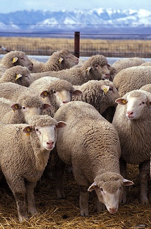 In South Africa, sheep with cell phones