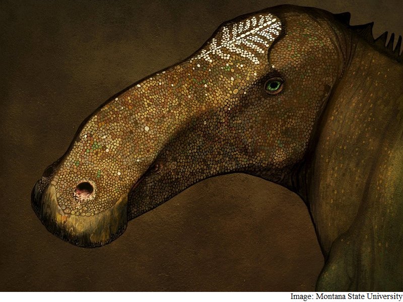 'Superduck' Dinosaur Provides Insight Into Elaborate Head Crests