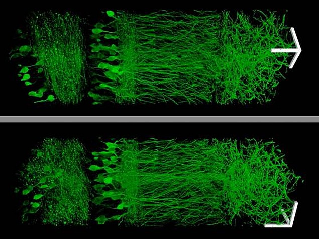 Study Finds Diaper Compound Can Help See Tissues More Clearly