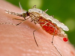 New Malaria Vaccine Candidate Developed From Algae