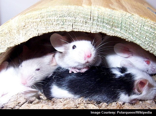 Scientists in Japan Make Mice Transparent