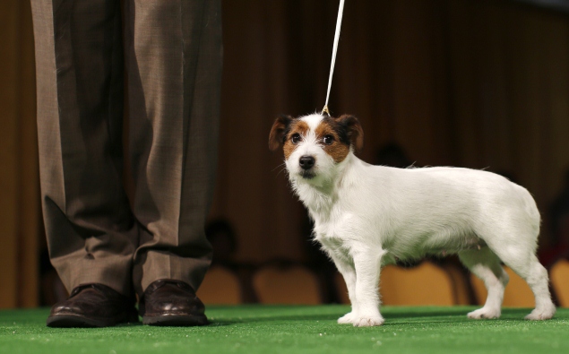Whistle app help track pets' activity, nutrition